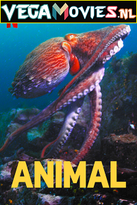 Animal 2021