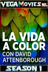 Life in Colour